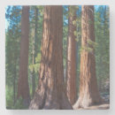 Recherche de troncs dessous de verres Forêt