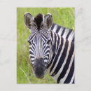 Recherche de gallo cartes postales Herbe
