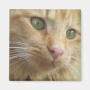 Recherche de yeux oranges magnets Chaton