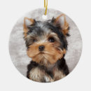 Recherche de noël de terrier photographie Mignon
