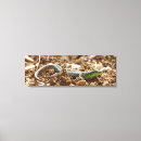 Recherche de salamander posters Faune