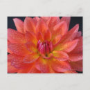 Recherche de fleur dahlia cartes postales De près