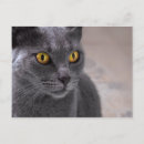 Recherche de chat bleu russe cartes postales Animal de compagnie