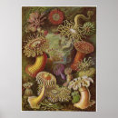Recherche de haeckel posters Biologie