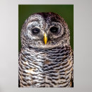 Recherche de jeune hibou posters Animal