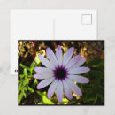 Recherche de marguerite africaine cartes postales Fleurs