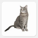 Recherche de chat tigré gris autocollants Pour tous