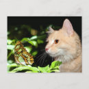 Recherche de chat et papillon cartes postales Amoureux des chats