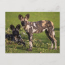 Recherche de chien sauvage cartes postales Animaux sauvages
