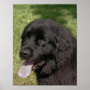 Recherche de renouvellement posters Pour elle