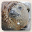 Recherche de espèce marine photographie Animaux