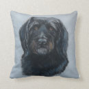 Recherche de caniche noir coussins Chiot