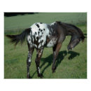 Recherche de appaloosa posters Animaux