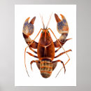 Recherche de homard posters Crustacé