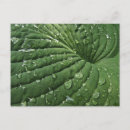 Recherche de hosta cartes postales Nature