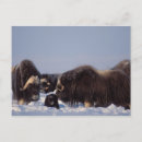 Recherche de muskox posters Neige