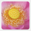Recherche de plantes aquatiques autocollants Rose