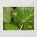 Recherche de petites grenouilles cartes postales Mignon