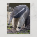 Recherche de anteaters posters Animaux