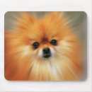Recherche de chien pomeranian tapis souris Race