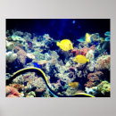 Recherche de aquarium posters Anguille