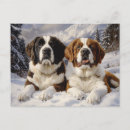 Recherche de chien de st bernard cartes postales Saint