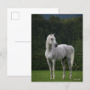 Recherche de gris cartes postales Étalon