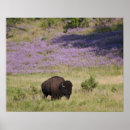 Recherche de bison américain posters Nature