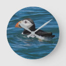 Recherche de puffin horloges Animaux