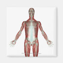 Recherche de muscle humain magnets Vertical