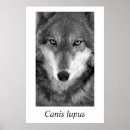 Recherche de canis posters Canine