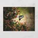 Recherche de mystère cartes postales Photographie