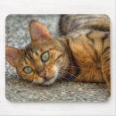 Recherche de yeux tigre tapis souris Beauté
