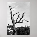 Recherche de arbre nu posters Noir et blanc