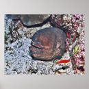 Recherche de anguilles posters Lundi