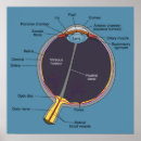 Recherche de organes humains posters Médical