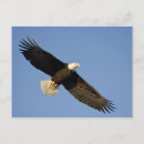 Recherche de flétan cartes postales Sauvage