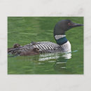 Recherche de amour canada cartes postales Faune