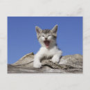 Recherche de chat domestique cartes postales Jour