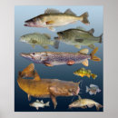 Recherche de brochet posters Eau douce