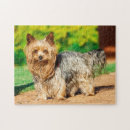 Recherche de yorkie puzzles Animal
