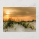 Recherche de mouettes cartes postales Photographie