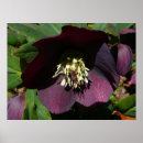 Recherche de hellebore posters Printemps