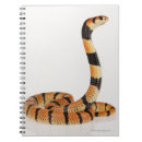 Recherche de serpent rayé Reptiles