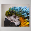 Recherche de perroquet art Oiseau