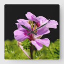 Recherche de plante lavande horloges Violet