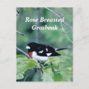 Recherche de cambriolage cartes postales Oiseau