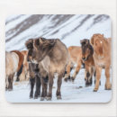 Recherche de troupeau chevaux tapis souris Cheval sauvage