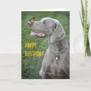 Recherche de chien papillon vœux cartes Animal