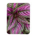 Recherche de persan magnets Fleur